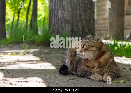 Ein schönes Zuhause Katze liegt auf dem Boden und liegt unter einem Baum im Schatten Stockfoto