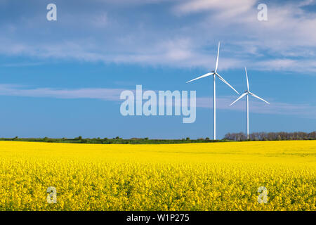 Zwei Windkraftanlagen in einem Raps Feld mit blauem Himmel und Wolken Stockfoto