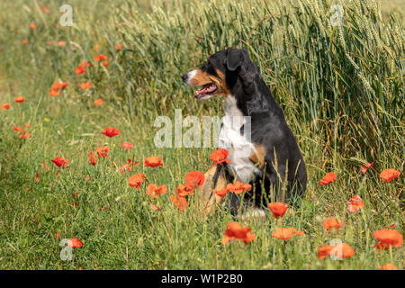 Hund Appenzeller Sennenhund Porträt im Gras mit Blumen Stockfoto