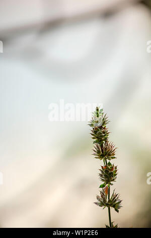 Kleine grüne Baum auf Hintergrund verschwommen Braune Blätter. Stockfoto