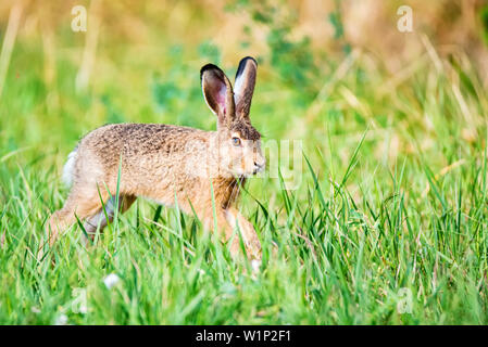 Europäische Hase oder Lepus europaeus Sprünge in einer Wiese Stockfoto