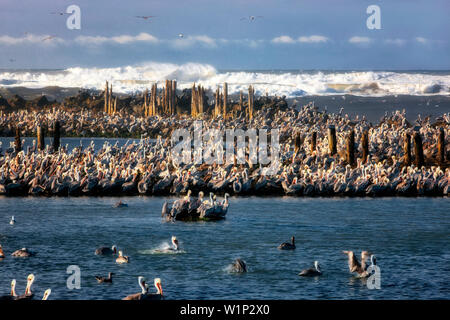 Braune Pelikane (Pelecanus Occidentalis). Mündung des Coquille River, Oregon Stockfoto