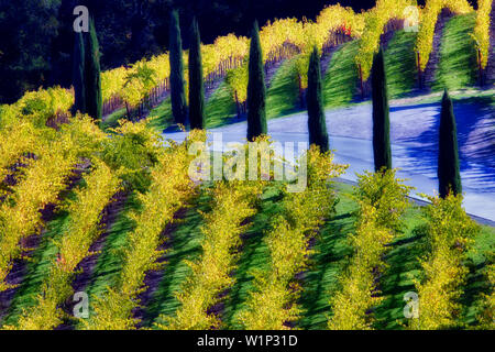 Blick auf Weinberge und Zypern gesäumten Auffahrt vor Castello di Amorosa. Napa Valley, Kalifornien. Eigenschaft relased Stockfoto