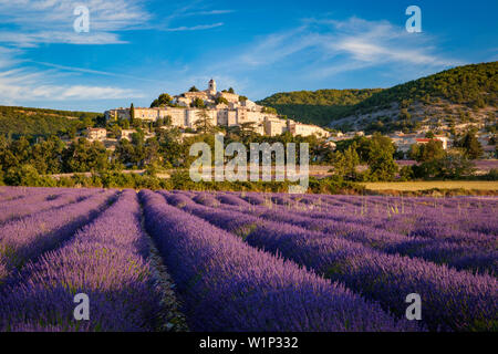 Am frühen Morgen über Lavendel Feld unterhalb des mittelalterlichen Dorfes Banon im Vaucluse, Provence, Frankreich Stockfoto