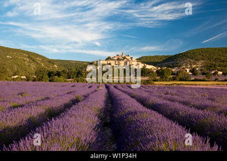 Am frühen Morgen über Lavendel Feld unterhalb des mittelalterlichen Dorfes Banon im Vaucluse, Provence, Frankreich Stockfoto