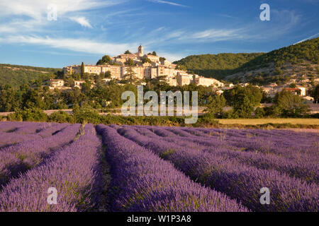 Am frühen Morgen über Lavendel Feld unterhalb des mittelalterlichen Dorfes Banon im Vaucluse, Provence, Frankreich Stockfoto