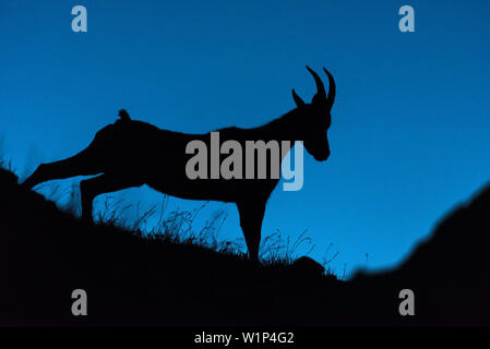 Dawn, berg, berge, Landschaft, Steinbock Silhouette am Morgen, Steinböcke, Alpen, Allgäu, Bayern, Deutschland Stockfoto