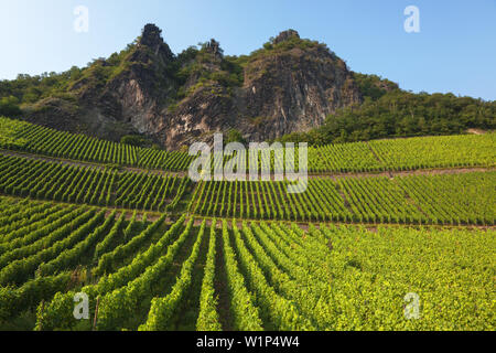 Weinberg unterhalb der Felsen von Drachenfels in Königswinter, Mittelrheintal, Nordrhein-Westfalen, Deutschland, Europa Stockfoto