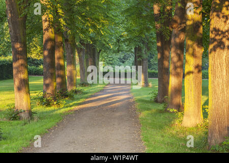 Lindenallee in der Nähe von Schloss Augustusburg in Brühl, Mittelrheintal, Nordrhein-Westfalen, Deutschland, Europa Stockfoto