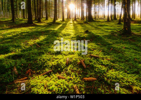 Früh am Morgen im Wald in Bayern, Deutschland Stockfoto
