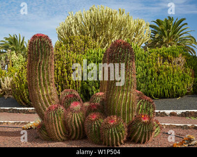 Kaktus Garten im Museum Museo del Queso Majorero und Molino de Antigua in Antigua, Fuerteventura, Kanarische Inseln, Islas Canarias, Atlantik, Stockfoto