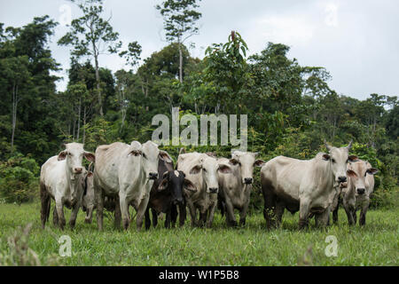 Zebu-rinder (Bos primigenius indicus) Line Up auf einem Nebenfluss des Amazonas, Marali, Para, Brasilien, Südamerika Stockfoto