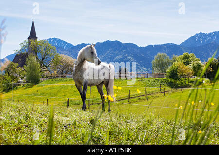 Der stolze Schimmel auf einer Wiese vor der Wester Buchberger Kirche für Übersee; im Hintergrund der Hochfelln und Hochgern Stockfoto