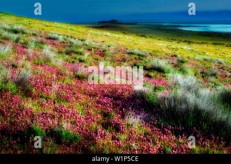 Lila Eulen Klee (Castilleja Exserta). Carrizo Plain. California Stockfoto