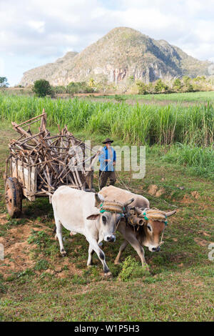 Mogotes und Tabak Felder in Vinales, Klettern region, Einsamkeit, Natur, Familie reisen nach Kuba, Elternurlaub, Urlaub, Time-out, Advent Stockfoto