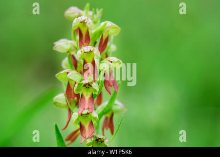 Frosch Orchidee, Coeloglossum viride, Val Maira, Cottischen Alpen, Piemont, Italien Stockfoto