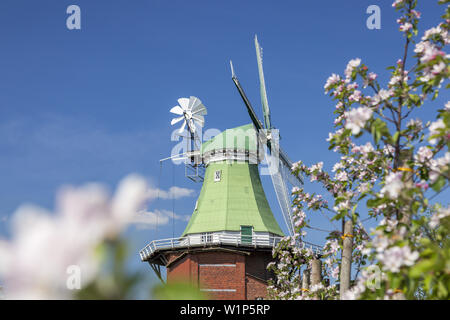 Holland Mühle Venti Amica in Hollern-Twielenfleth, Altes Land, Niedersachsen, Norddeutschland, Deutschland, Europa Stockfoto