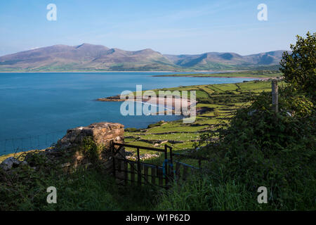 Bucht von Fahamore mit grünen Felder, Schafe weiden und Aussicht auf die Dingle Halbinsel von beim Gehen die Dingle Way, North Ballydavid, Brandon gesehen, Stockfoto