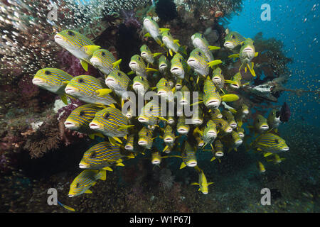 Fischschwarm von gelb-Band Süßlippen, Plectorhinchus Polytaenia, Raja Ampat, West Papua, Indonesien Stockfoto