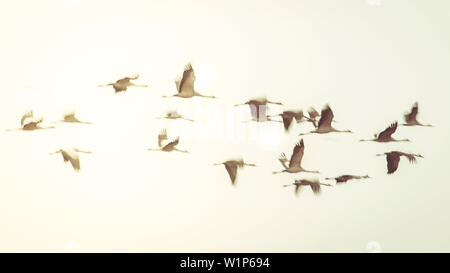 Wild lebende Vogelarten, Krane Landung in einem Feld, Flug, Vogelzug, Herbst Tag, Fehrbellin, Linum, Land Brandenburg, Deutschland Stockfoto