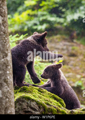 Junge Braunbären, Ursus arctos, Nationalpark Bayerischer Wald, Bayern, Niederbayern, Deutschland, Europa, Captive Stockfoto