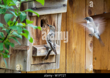 Pied, Paar am Nest, Ficedula 'So Sweet, Deutschland, Europa Stockfoto