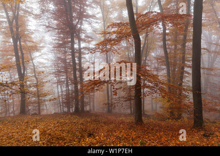 Buche Wald im Nebel, Eifel, Rheinland-Pfalz, Deutschland Stockfoto