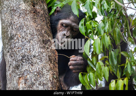 Junge Schimpansen Angeln für Ameisen mit Stick, Pan troglodytes, Mahale Mountains National Park, Tansania, Ostafrika Stockfoto