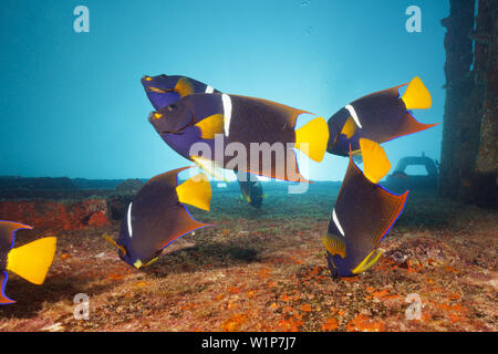 Cortez Kaiserfische an C-59 Wrack, holacanthus Passer, La Paz, Baja California Sur, Mexiko Stockfoto