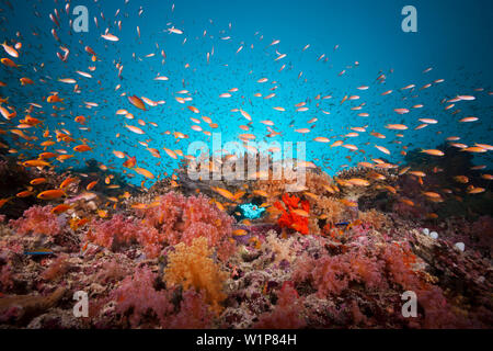 Farbige Korallen Riff, Felidhu Atoll, Malediven Stockfoto