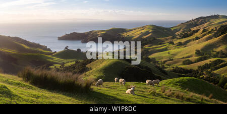 Coromandel, Hauraki Gulf, Thames-Coromandel Bezirk, Coromandel Halbinsel, North Island, Neuseeland, Ozeanien Stockfoto