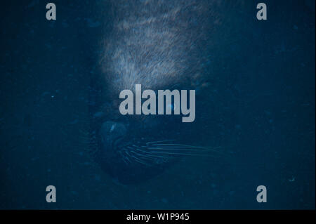 Eine große männliche Südamerikanische Seelöwe (Otaria flavescens) schwimmt knapp unter der Oberfläche im Hafen, Coquimbo, Coquimbo, Chile, Südamerika Stockfoto