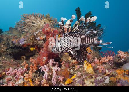 Feuerfische über Coral Reef, Pterois Volitans, Raja Ampat, West Papua, Indonesien Stockfoto