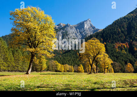 Autumncolors in Eng, Ahorn, Acer pseudoplatanus, Österreich, Europa Stockfoto