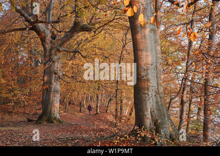 Herbst in einem buchenwald an der Küste der Ostsee Insel Rügen, Insel Vilm, Deutschland Mecklenburg-Vorpommern Stockfoto