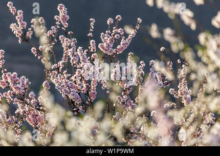 Mandelblüte in der Pfalz Wald, Gimmeldingen, Neustadt an der Weinstraße, Pfalz, Rheinland-Pfalz, Deutschland, Europa Stockfoto