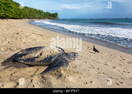 Leatherback-Turtle Rückkehr zum Meer nach Nesting, Dermochelys coriacea, Trinidad, West Indies, Karibik Stockfoto