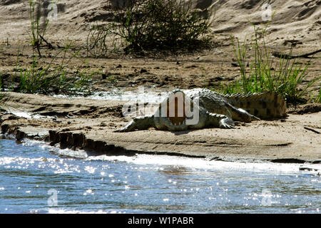 Ein Krokodil aalt sich in der Sonne am Ufer des Rufiji Fluss. Mit den Membranen der Mund das Krokodil nutzt Luft Bewegung zu Thermoregulate. Stockfoto