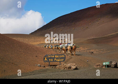 Station für dromedare in der Montanas del Fuego de Timanfaya, National Park, Lanzarote, Kanarische Inseln, Islas Canarias, Spanien, Europa Stockfoto