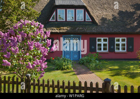 Lila vor einem Haus mit Reetdach, Wieck am Darß, Ostsee, Mecklenburg-Vorpommern, Deutschland Stockfoto