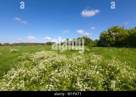 Wiese auf der Bislicher Insel, in der Nähe von Xanten, Niederrhein, Nordrhein-Westfalen, Deutschland Stockfoto