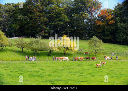Gruppe von Helfern in bayerischer Tracht mit reich verziert mit großen Glocken, wenn Rinder Kälber Stockfoto