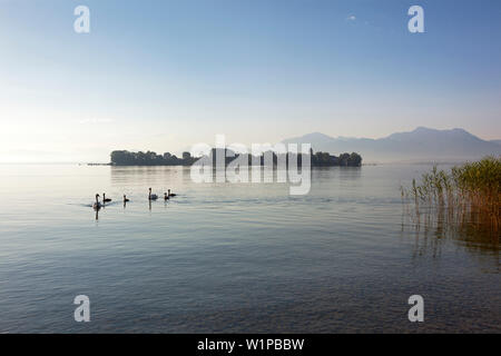 Schwäne mit cignets, mit Blick auf den Chiemsee mit Fraueninsel, in der Nähe von Gstadt, Bayern, Deutschland Stockfoto