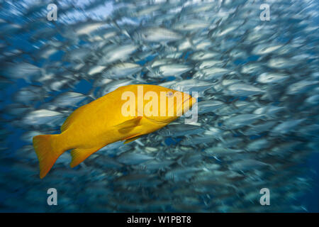 Golf Schwadleger in gelb Phase, Mycteroperca jordani, Cabo Pulmo, Baja California Sur, Mexiko Stockfoto