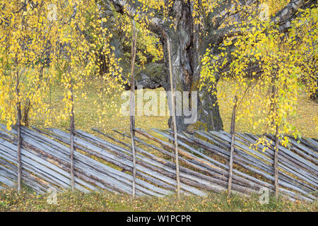 Herbst in Lom, Oppland, Østlandet, Südnorwegen, Norwegen, Skandinavien, Nordeuropa, Europa Stockfoto