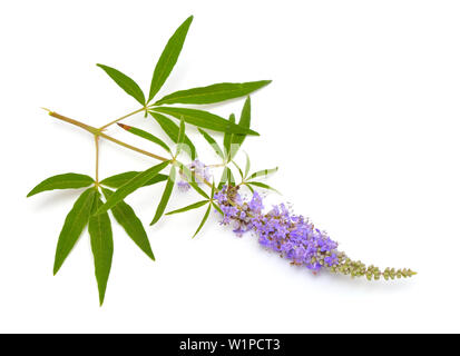 Vitex agnus-Castus, keuschen Baum oder Chastetree, chasteberry, Abrahams Balsam, lila Chastetree oder Mönchspfeffer. Stockfoto