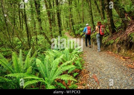 Mann und Frau wandern auf dem Weg durch Buchenwald mit Farnen, Kepler Track, tolle Wanderungen, Fiordland Nationalpark, UNESCO Welterbe Te Wahipounamu, Sou Stockfoto