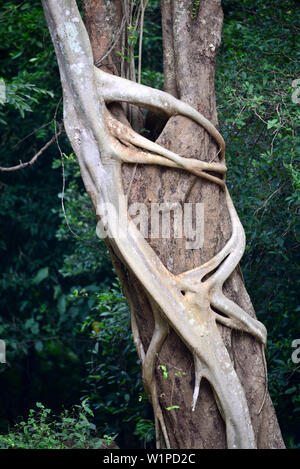 In der Nähe von Buduruvagala, südlichen Berge, Sri Lanka Stockfoto