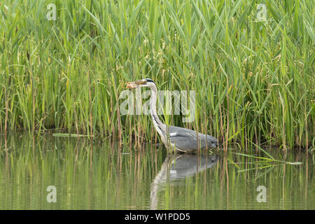 Graureiher jagen Fische, Biosphärenreservat, Kulturlandschaft, Wasser, Fluss, Spreewald, Brandenburg, Deutschland Stockfoto