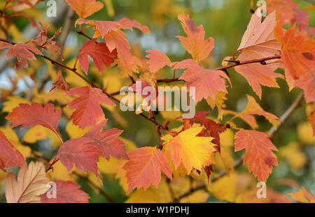 Heller Hintergrund von orangen und gelben Blätter im Herbst auf die Sträucher im Park Stockfoto
